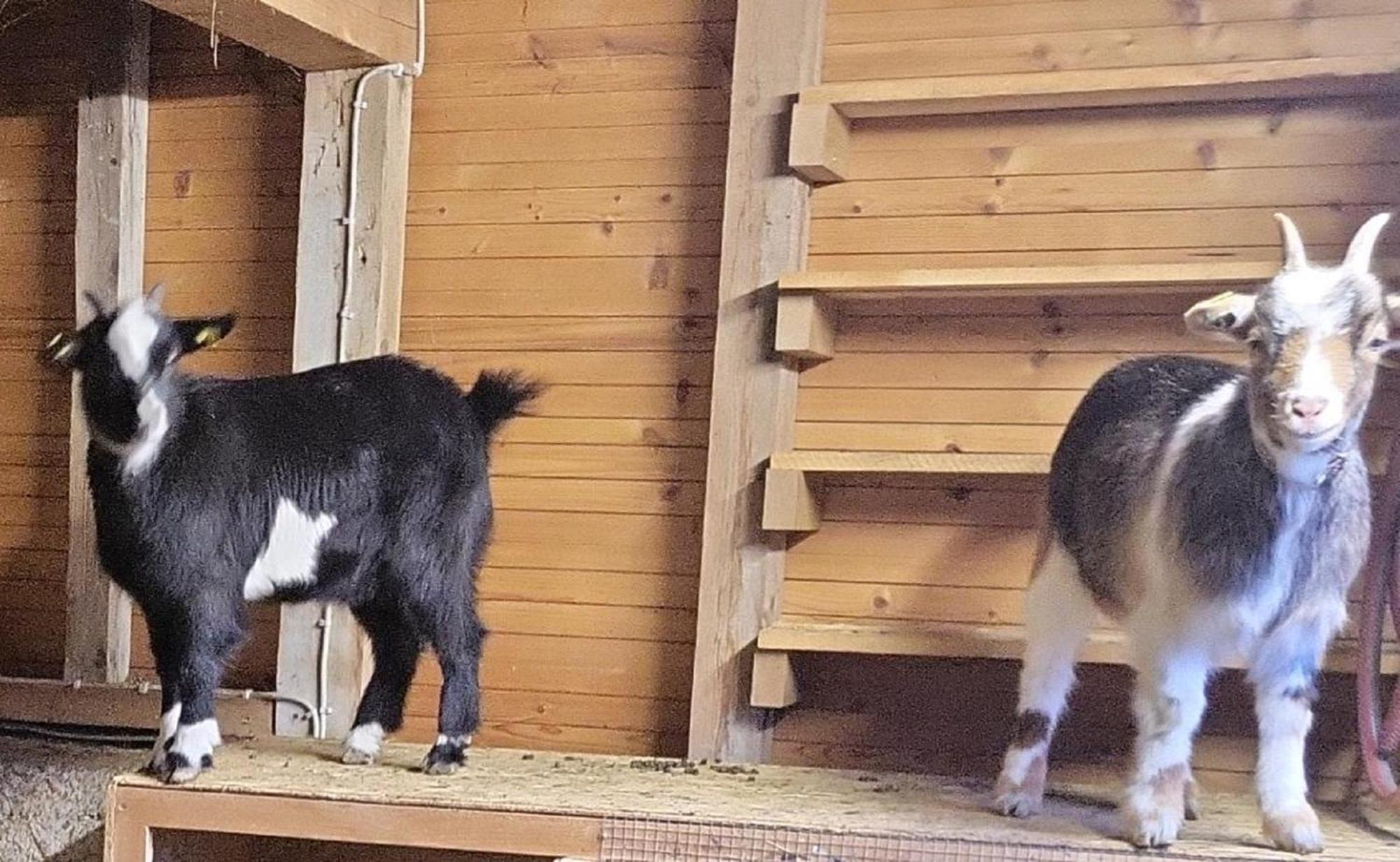 Ferienwohnung Goldfasan Лам Екстериор снимка